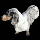 Dachshund (Miniature Smooth Haired)