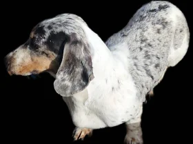 Dachshund (Miniature Smooth Haired)