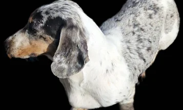 Dachshund (Miniature Smooth Haired)