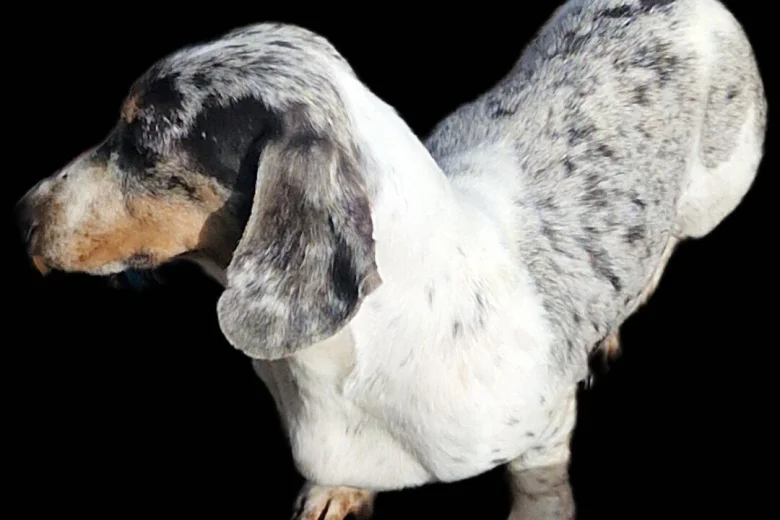 Dachshund (Miniature Smooth Haired)