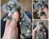 Dachshund (Miniature Smooth Haired)