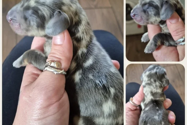 Dachshund (Miniature Smooth Haired)
