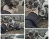 Dachshund (Miniature Smooth Haired)