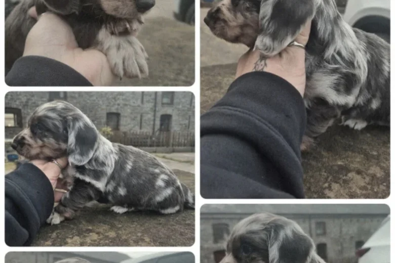 Dachshund (Miniature Smooth Haired)
