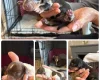 Dachshund (Miniature Smooth Haired)