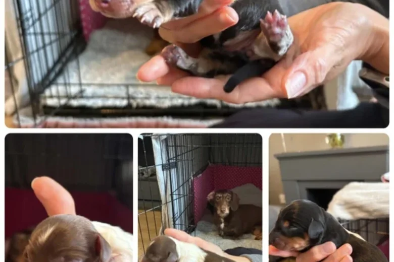 Dachshund (Miniature Smooth Haired)