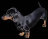 Dachshund (Miniature Smooth Haired)