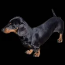 Dachshund (Miniature Smooth Haired)
