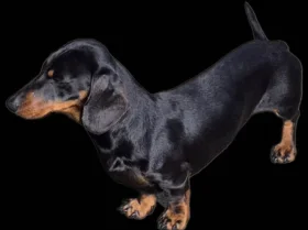 Dachshund (Miniature Smooth Haired)