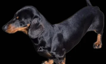 Dachshund (Miniature Smooth Haired)