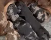 Dachshund (Miniature Smooth Haired)