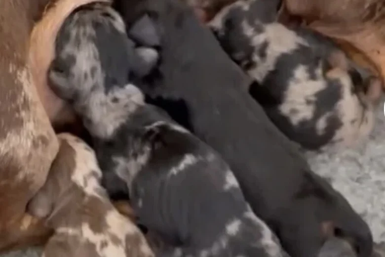 Dachshund (Miniature Smooth Haired)