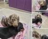 Dachshund (Miniature Smooth Haired)