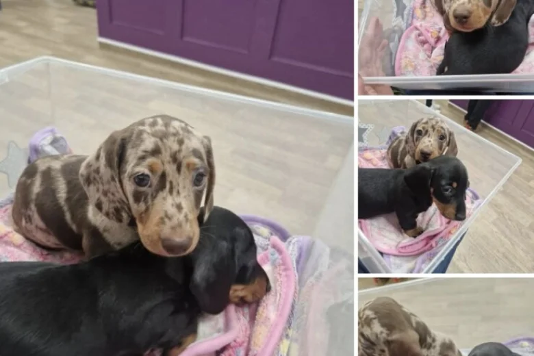 Dachshund (Miniature Smooth Haired)