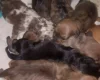 Dachshund (Miniature Smooth Haired)
