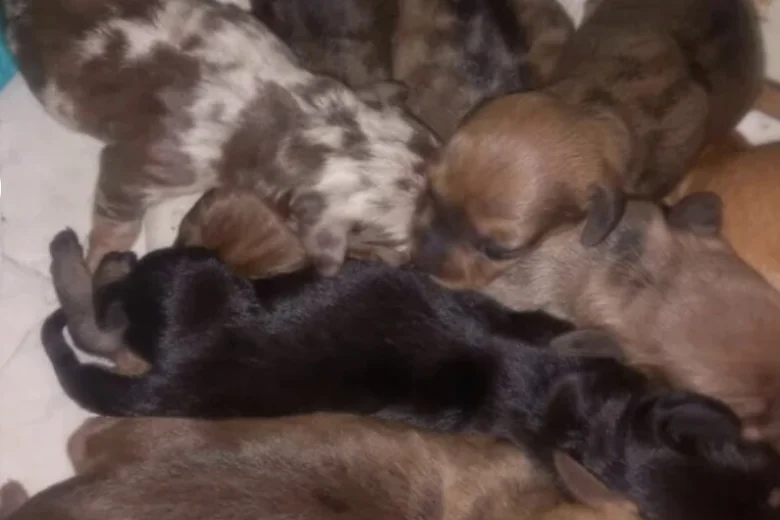 Dachshund (Miniature Smooth Haired)