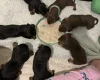 Dachshund (Miniature Smooth Haired)