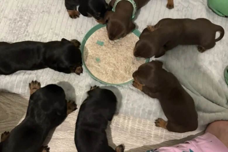 Dachshund (Miniature Smooth Haired)