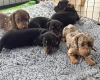Dachshund (Miniature Smooth Haired)
