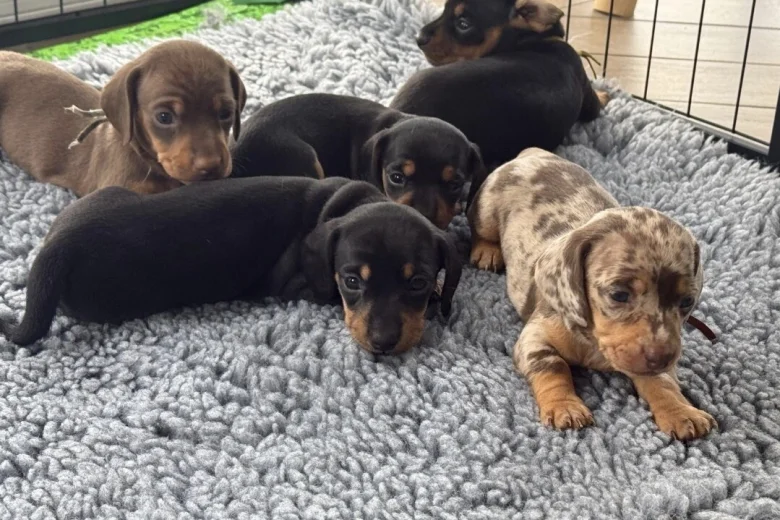 Dachshund (Miniature Smooth Haired)