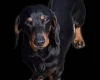 Dachshund (Miniature Smooth Haired)