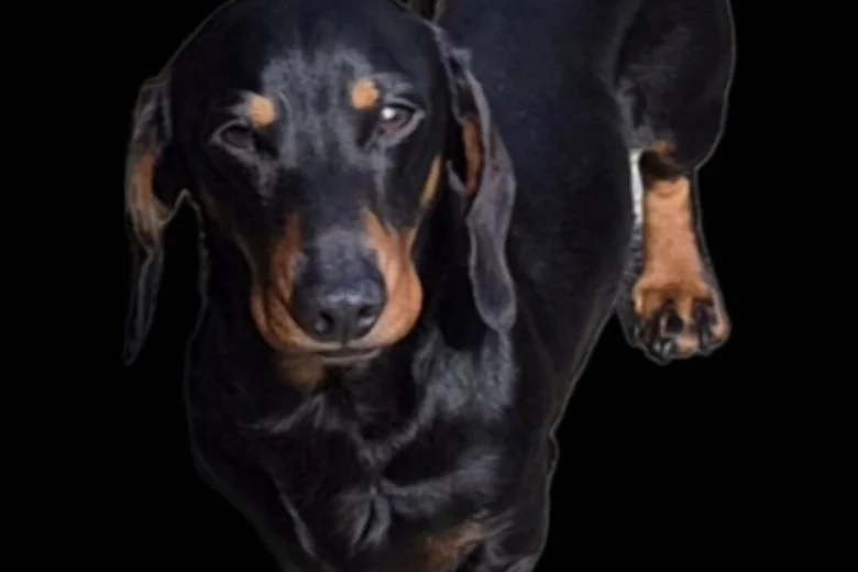Dachshund (Miniature Smooth Haired)