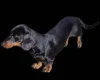 Dachshund (Miniature Smooth Haired)