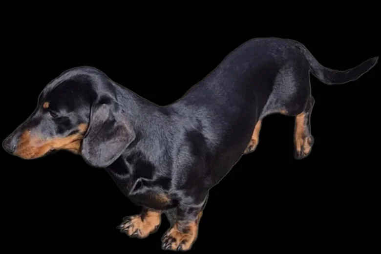 Dachshund (Miniature Smooth Haired)