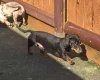 Dachshund (Miniature Smooth Haired)