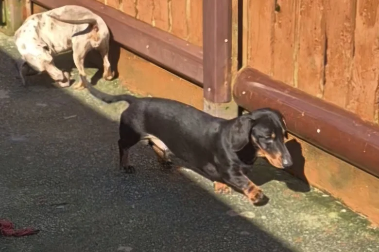 Dachshund (Miniature Smooth Haired)