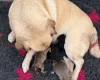 Pug