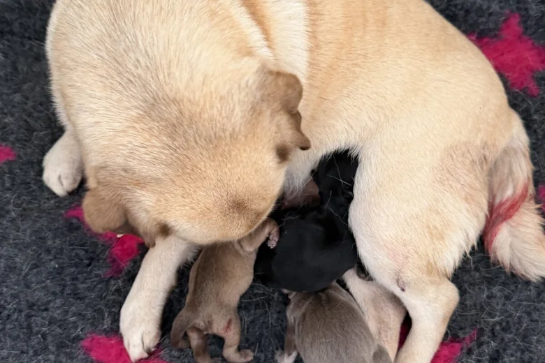 Pug
