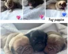 Pug