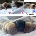Pug