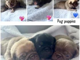 Pug