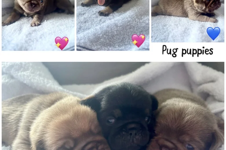 Pug