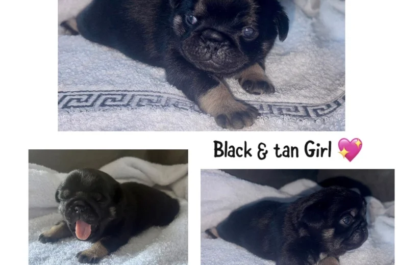 Pug