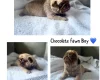 Pug