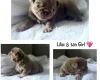 Pug