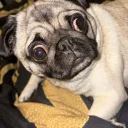 Pug