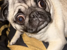 Pug