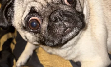 Pug