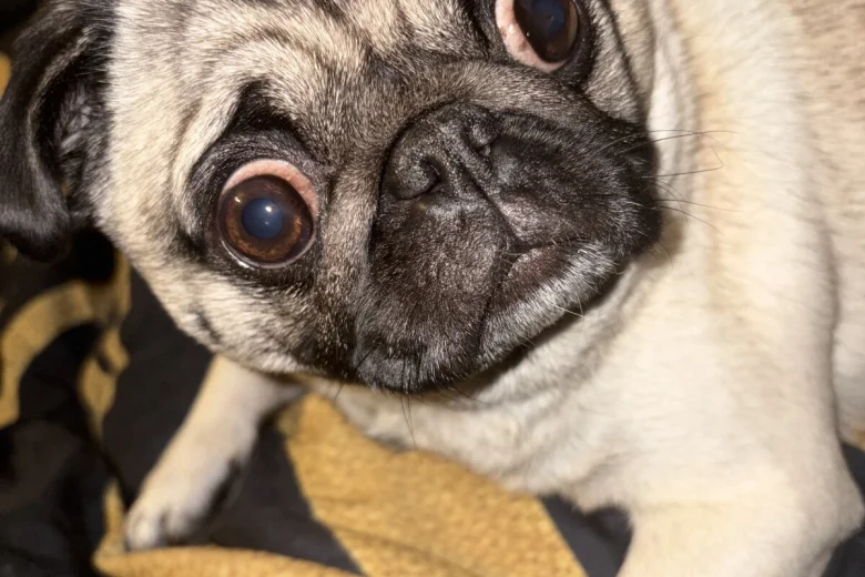 Pug