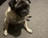 Pug