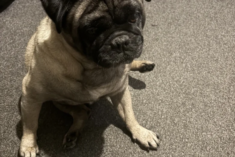 Pug
