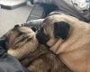 Pug