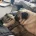 Pug