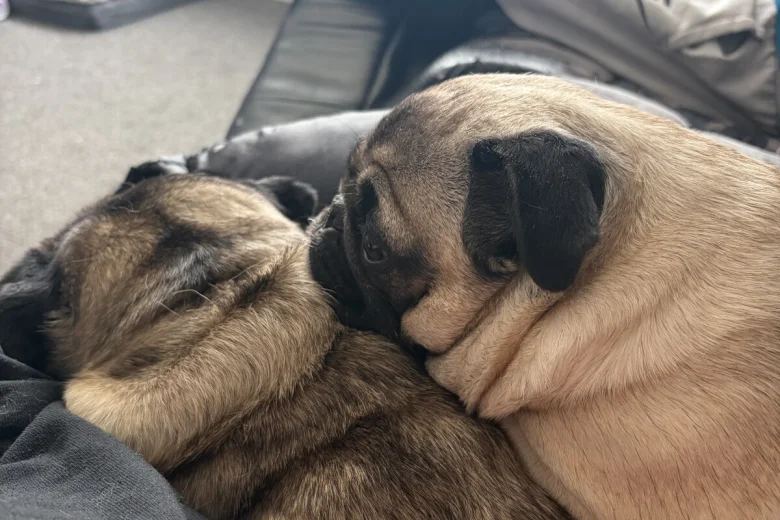 Pug