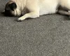 Pug