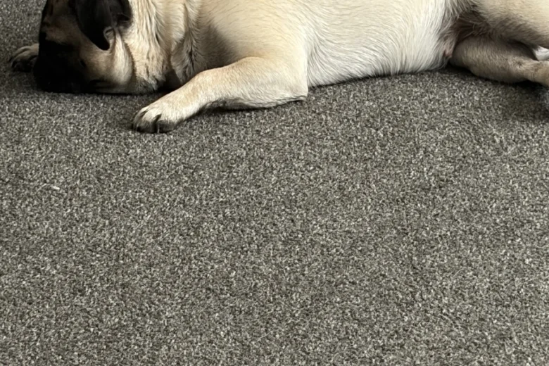 Pug